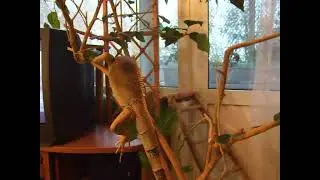 2010   09 Люсь доедает гибискус
