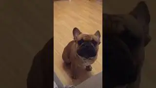 Смешные кошки и собаки 😂🐈🕊️