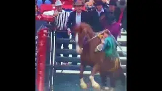 INFR Indian National Finals Rodeo 🧲 SADDLE BRONC ALAN KOLE GOBERT #viral #trending #shorts#infr