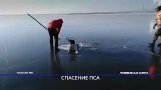 На озере Кенон в Читеспасли собаку, вмёрзшую в лёд