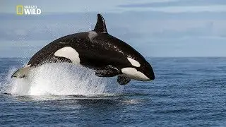 Orca | Killer Whale - BBC Documentary