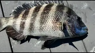 Рыба Каторжник Овцеголов или Sheepshead