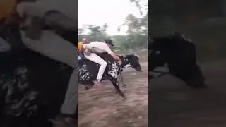 Horse vs bull race 