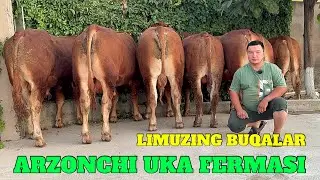 ARZONCHI UKA LIMUZING BUQALARI ESTONIYA DAVLATIDAN KELGAN ARGINAL EE DAXSHAT😱