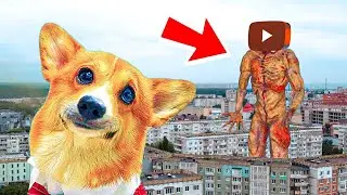 ХЕЙТЕР ЮТУБОГОЛОВЫЙ ЗАМЕДЛИЛ ЮТУБ!!  2 серия! Корги Коржик Говорящая собака