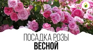 ПОСАДКА РОЗЫ ВЕСНОЙ 🌹 