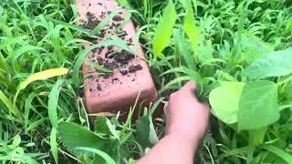 What to do with Strawberry Plant Runners | Growing Strawberries in North Texas