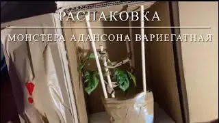 [РАСПАКОВКА] Вариегатная Монстера Адансона (Пестролистная)