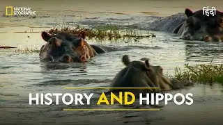 History and Hippos | Dead or Alive | हिन्दी | Full Episode | S1 - E4 | National Geographic