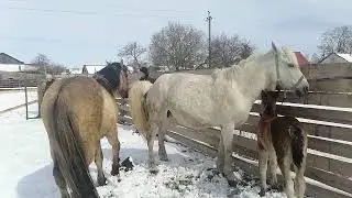 кобыла ещё в охоте