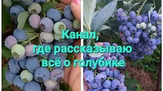 Ранние сорта голубики: Река и Дюк