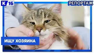 Героями выпуска рубрики «Ищу хозяина» стали Шпротас и Усик