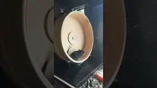 беговое колесо для песчанки