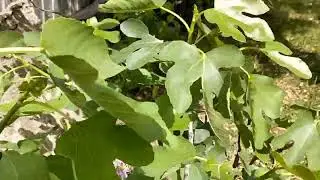 2 мая. Мой участок в Краснодаре.