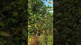 Продам апельсины! 