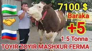 UZBEKISTONDA 7100$ ga 1.5 TONNADAN Ziyod 😱😱 Simental Sotildi.👍💯🇺🇿🇺🇿 ☎️998724141 ☎️998494770💥