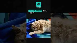 Толстяк Крошик начал ходить 