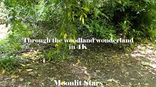 Through the woodland wonderland in 4K