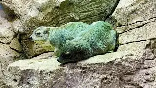 Hyraxes Having Lunch at the Zoo