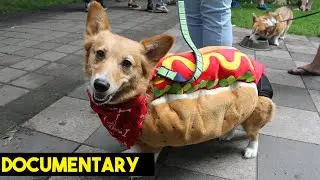 The Corgi Walk | Documentary