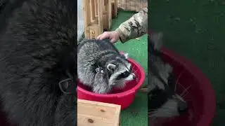 Енот из Херсона