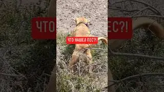 🔴 НЕ СРАЗУ САМА ПОНЯЛА, ЧТО ДЕЛАЕТ ПЕС;) 