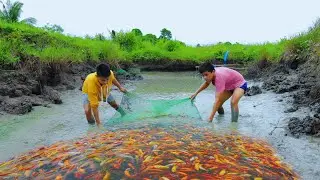 How Are Koi Fish Farmed? NATURAL MUD POND! Harvesting Hundreds of colorful Butterfly koi fish