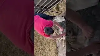 Shearing a Sheep in 50 seconds 