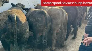 Samarqand Savxo’z chorva bozori Buqalari. 24 03 2024.