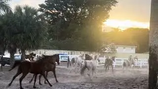 Beautiful Horses❤️‍🔥😍 #horses #horsefan #horselover #animals #pets