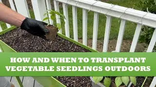 How and When to Transplant Vegetable Seedlings Outdoors