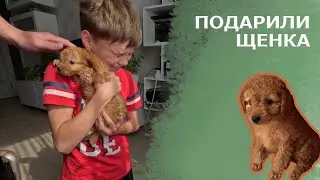 Реакция ребёнка на подаренного щенка. Теперь у нас новый член семьи и друг!