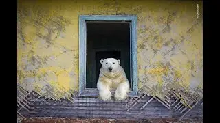Wildlife Photographer Of The Year 2022 15 Stunning Shortlisted Images