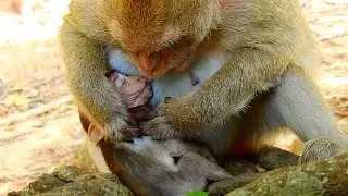 Maddie is a sweet mum ever to her baby Madea, Maddie comforts Madea with milk so sweet