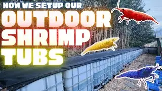 How we set up our outdoor shrimp tubs!