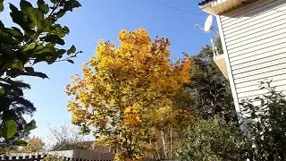 🙄ПРОДАТЬ канал за 10 тыс?/Наши именины ВЕРА НАДЕЖДА ЛЮБОВЬ/Дачный день