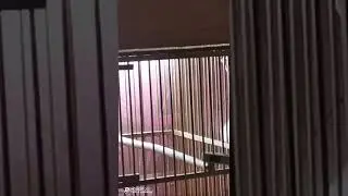 кенарь. пение.