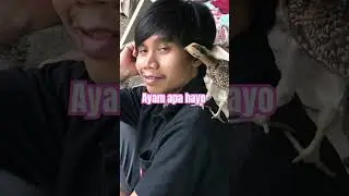 Jarang terjadi ini#ayamkampung #alam #viral