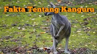 5 Fakta unik binatang kanguru perlu kita ketahui