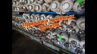 Продажа грибных блоков. Вешенка дома