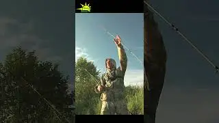 Мощная Поклевка Леща на Донку! #рыбалка #живуназемле