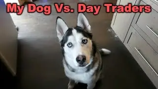 My Dog Competed Against Stock Market Day Traders For a Week...Here’s What Happened