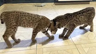 BOBCATS LUNA AND RUFUS MEETING FOR THE FIRST TIME