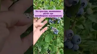 голубика Ставрополь