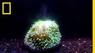 First Ever Footage: Watch Coral Bleaching Happen Before Your Eyes | National Geographic