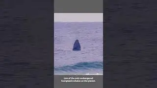 Seeing Whales More Clearly