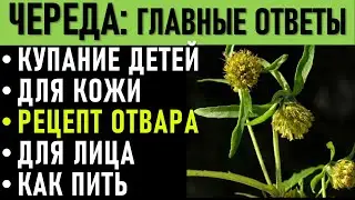 ЧЕРЕДА трава - ЛЕЧЕБНЫЕ свойства: купание детей, для лица, кожи РЕЦЕПТЫ, Отвар череды, как пить