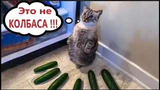 Приколы с котами! Смешные коты!!! С ОЗВУЧКОЙ! Самые смешные животные