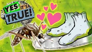 Do Mosquitos Like Feet That STINK??? | YES, IT'S TRUE