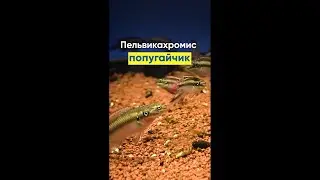 Пельвикахромис пульхер - цихлида-попугайчик